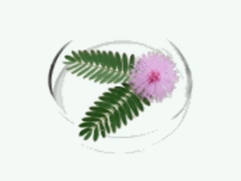 Mimosa Pudica