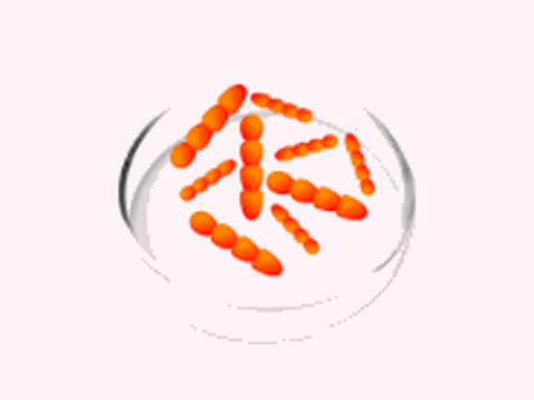 Lactobacillus crispatus
